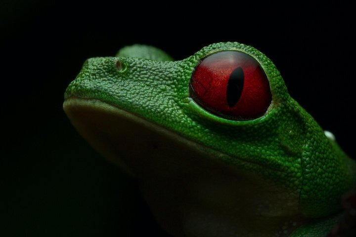 Red-eyed tree frog
Arenal rain forest night tour